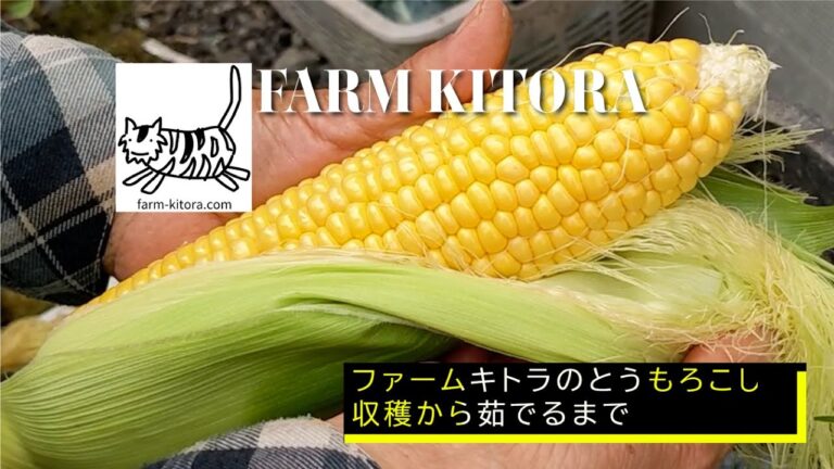 【ファームキトラ】とうもろこしの収穫から茹でるまで（Harvesting and cooking corn）