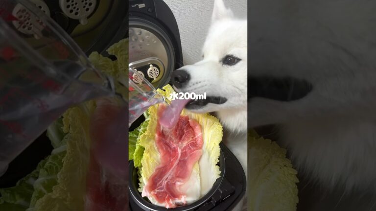 豚肉と白菜のミルフィーユ鍋つくったら爆食してくれました！