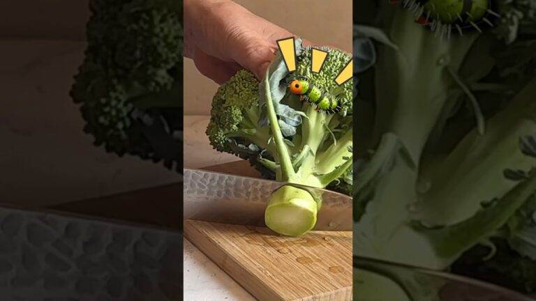 #shorts Broccoli 電子レンジでブロッコリー