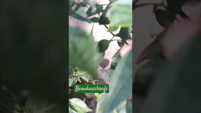 Collecting red chili🔥🇧🇩