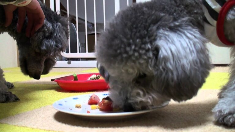 ワン生日お泊りパーティ～ベジバーグ＆ワンパスタ添え～