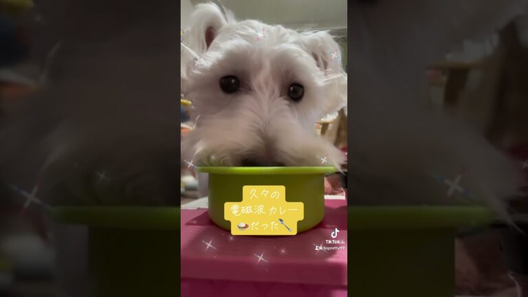 我が家はいつもチキンカレー🍛🥄（〃＾∇＾）o_彡☆#白シュナ #ティオ #電磁波チキンカレー #shorts