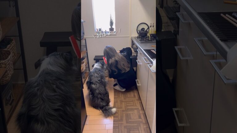 【25歳毎日弁当】鶏肉と大葉つくね？弁当🍱 #同棲ご飯  #お弁当 #毎日ご飯 #簡単レシピ#作り置き