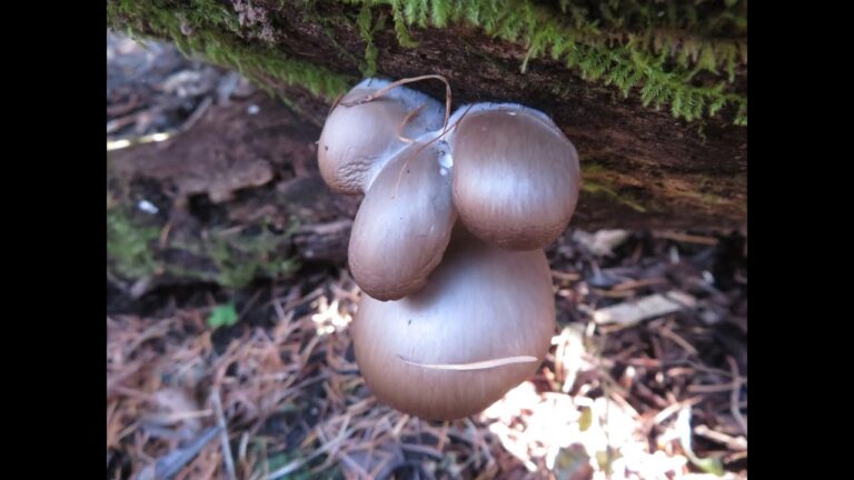 そのまんま、ねこまんま。（ヒラタケ）