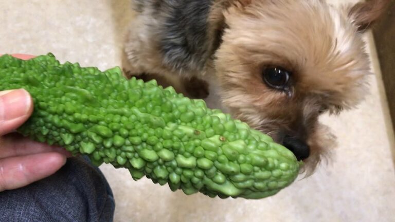 【簡単レシピ】夏バテ防止に”ゴーヤサラダ”を作りました！【ヨークシャテリアのしんちゃん】