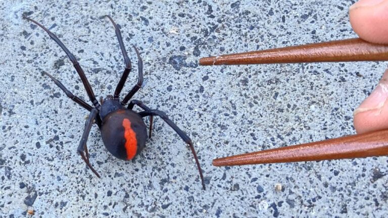 毒あるけどこのクモ美味しい！【セアカゴケグモ】【ENG SUB】