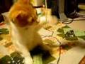 やっぱり夏は冷やしうどんやね！