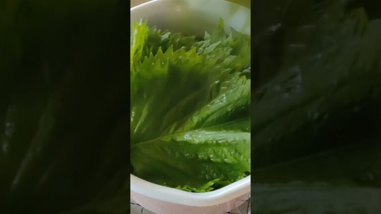 材料３つ で 簡単！【青 しそ ジュース 🌿✨】 リンゴ酢 で ダイエット 効果がすごい！毎日1杯の健康飲料 大葉ジュース 夏バテ予防！ 残ったシソの活用法 砂糖不使用  #shorts