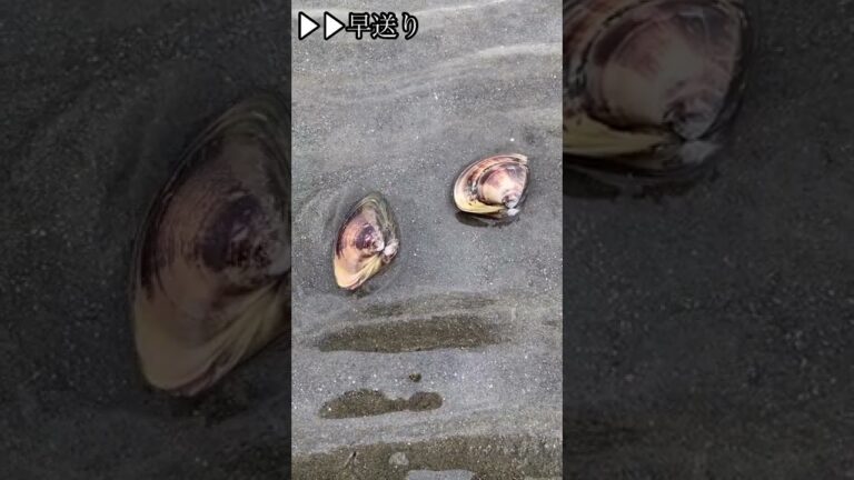 ハマグリが砂に潜る映像！#shorts