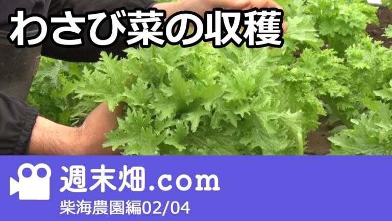 わさび菜収穫！一株でいくら？ - 柴海農園