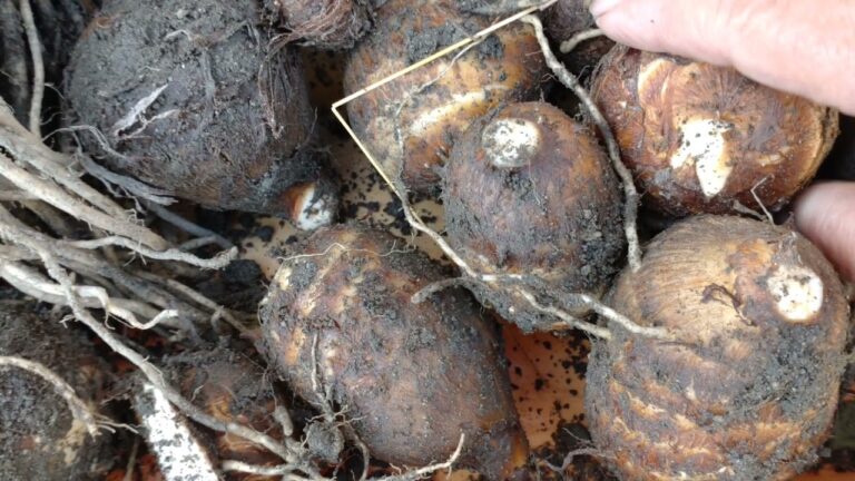 八つ頭て見た事ありますか？今日はこれを使っての料理です。