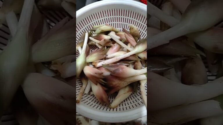 うちにはミョウガ名人がいます。毎日畑にいる私と父は見つけられません😲