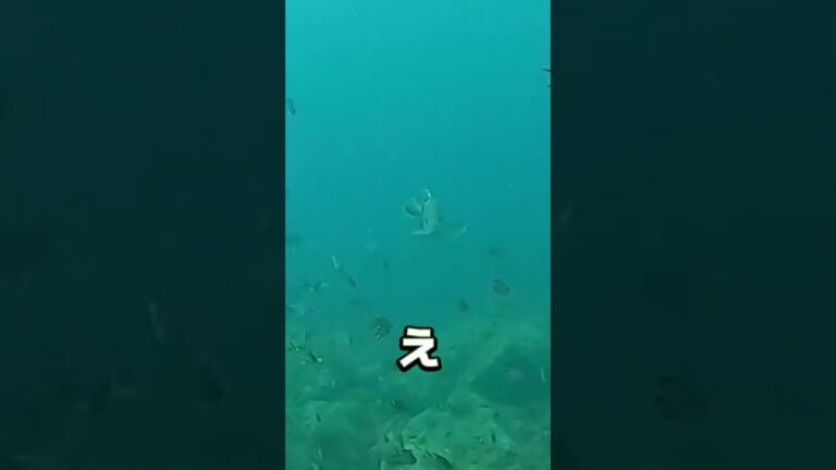 釣り人なら分かる衝撃映像