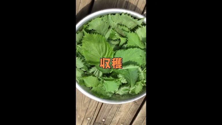 蜂蜜レモンの青紫蘇ジュース作り、庭のわさわさ青紫蘇収穫