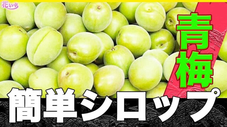 簡単【青梅シロップ】（梅ジュース）プロのレシピ/簡単に作るコツ！教えます。