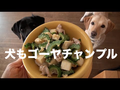 犬の手作りごはん：ゴーヤチャンプルーごはんだよ！
