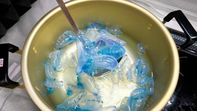 カツオノエボシでダシ取ってみた【ENG SUB】