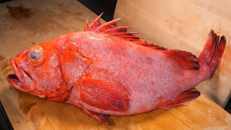 【熟成のコツ】脂ののった大型魚の捌き方・煮付けの作り方【メヌケ】