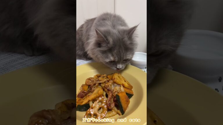 かぼちゃとれんこんの甘辛炒めwith cats #shorts