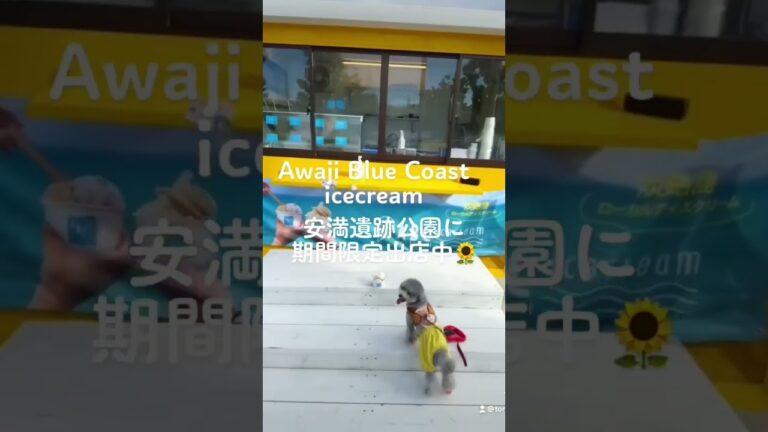 新時代のアイスクリーム！！淡路島で大人気！！安満遺跡公園に期間限定出店中だよ。【Ado】新時代 (ウタ from ONE PIECE FILM RED) トイプードルのトルテくん🐶【TikTok】