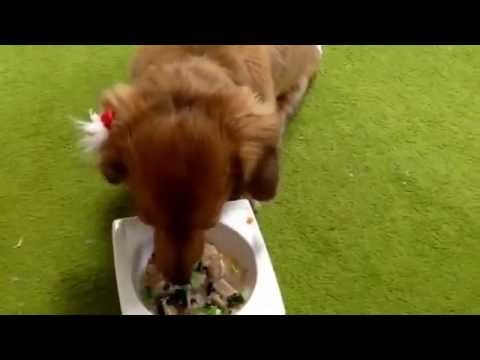 手作り食（わんごはん）対応ペットホテル