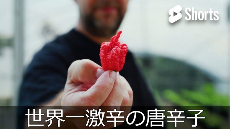 世界一激辛の唐辛子