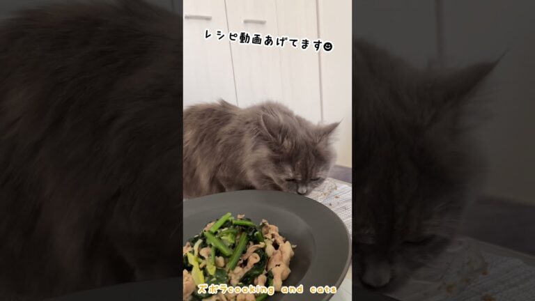 ほうれん草と豚肉の味噌マヨwith cats