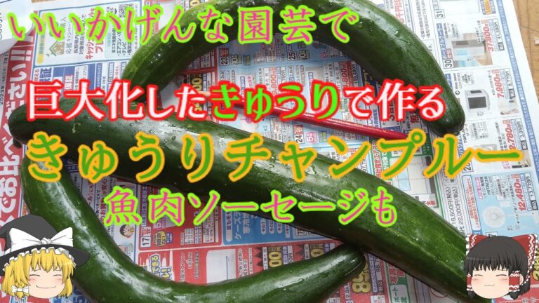 【ゆっくり料理】魚肉ソーセージで作るきゅうりチャンプルー【巨大化したキュウリ】