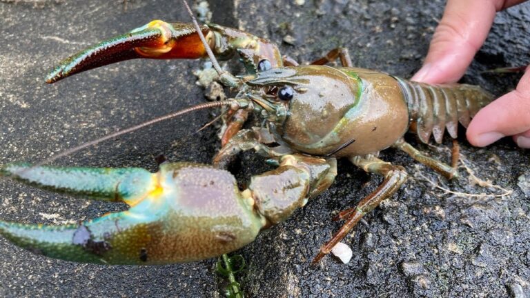 巨大外来種のザリガニを獲って食う【ENG SUB】