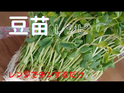 [火を使わない♪]豆苗の豚バラしゃぶ肉巻き❗電子レンジでチンするだけ🌸
