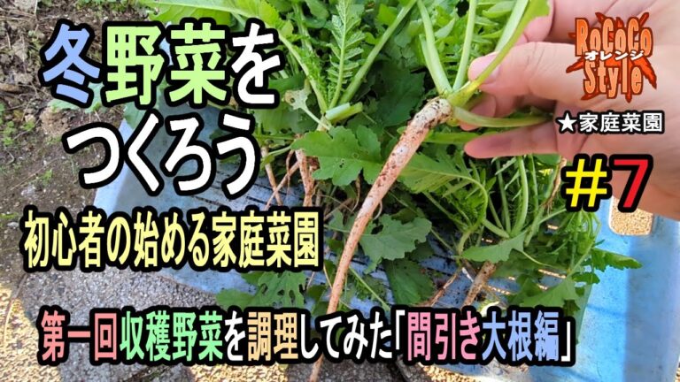 ★初心者の始める家庭菜園 間引きからの大根の収穫と調理「冬野菜をつくろう#7」Harvesting and cooking radishes from thinning