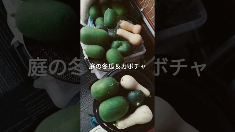 作ったラフテーは、土産物の味だった。冬瓜の煮物で節約料理も・・・ #shortsyoutube #ポタジェガーデン