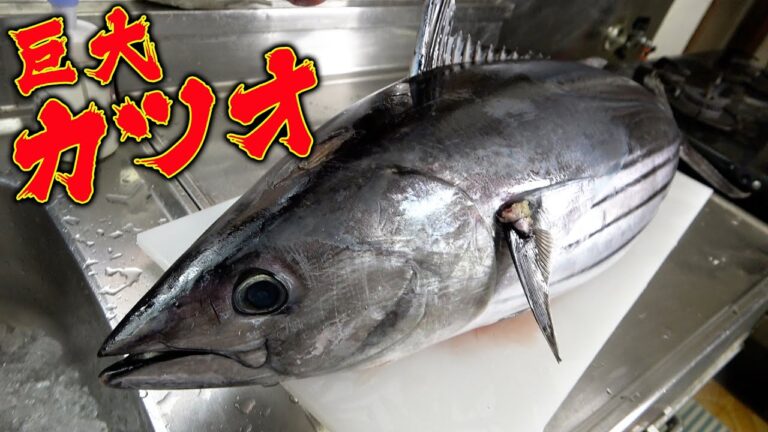 【レアサイズ】10キロ超えの超巨大なカツオ捌きに初挑戦！