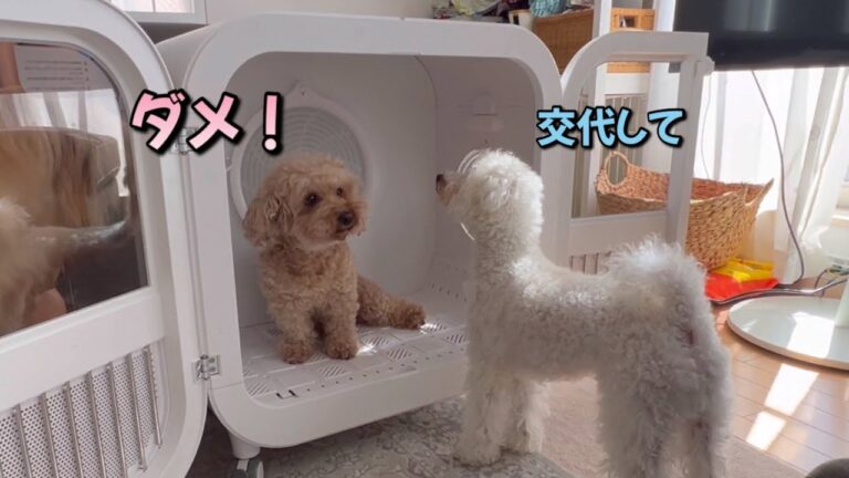 ドライヤーハウスが気持ち良すぎて全く動かなくなりましたww