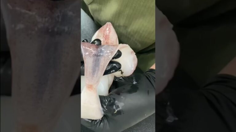 🇯🇵【絶妙🤤イカキムチ美味かった🦑🤤】#sushi #japan #squid #shorts 🍺が欲しくなる…