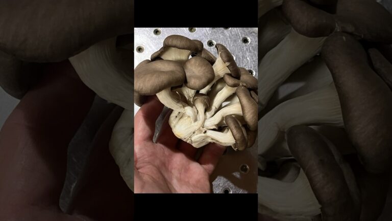 霜降りひらたけの、バター炒めをつくった昨夜。