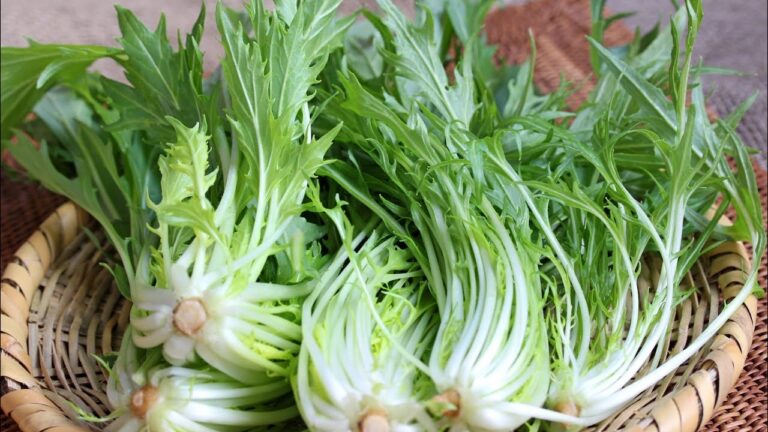 水菜〈野菜の食べ方＆調理方法〉by食育マルシェおうち便
