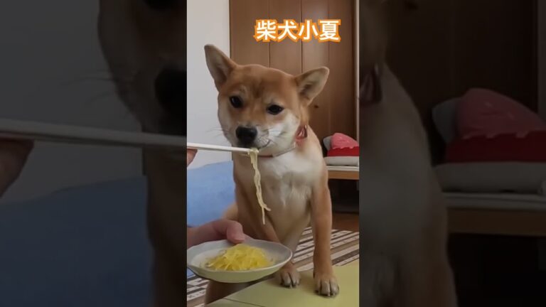 柴犬小夏そうめん瓜をいただきます #dog #神戸 #そうめん