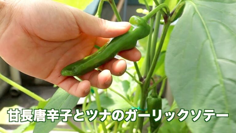 【家庭菜園】甘長唐辛子とツナのガーリックソテー~How to make garlic saute of sweet pepper and tuna~