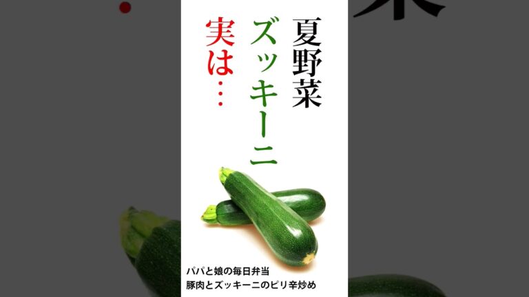 【夏野菜ズッキーニ、実は…】パパと娘の毎日弁当 【豚肉とズッキーニのピリ辛炒め】20230718　#弁当 #手作り弁当 #料理男子 #節約 #ズッキーニ #豚肉 #コチュジャン #実は