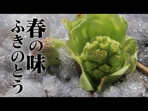 【生配信】春の味ふきのとうで１時間３品作るぞ！【 料理レシピ 】