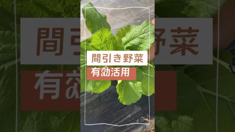 【どう使う？】間引き野菜の使い道