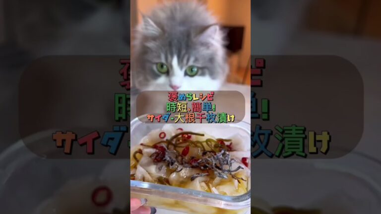 【時短・簡単レシピ】食べて痩せる！『サイダー大根千枚漬け』 #ぐるねこ #shorts #簡単レシピ #ねこ