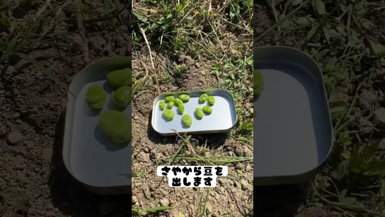 そら豆ご飯が美味すぎた #shorts