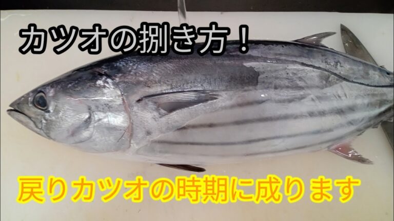 [魚の捌き方]カツオの捌き方！戻りカツオの時期になります！