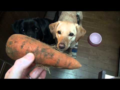 大型犬の手作りごはんの作り方：鶏肉とキャベツ、にんじんのシンプル煮込み。