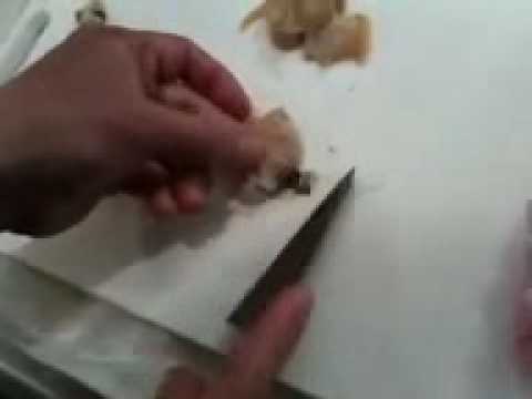 はまぐりの仕込み How to Boil Clam( Hamaguri)