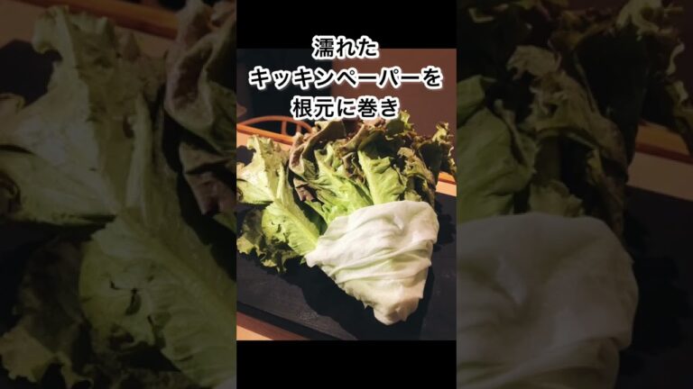 【10秒でわかる】サニーレタスを長持ちさせる方法　#料理 #野菜 #豆知識
