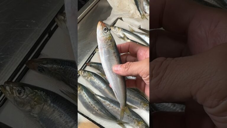 イワシって熟成しなくても美味しいんですね。