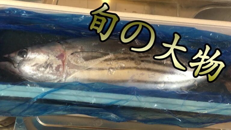 大物戻り鰹を刺身とタタキで頂きました bonito sashimi